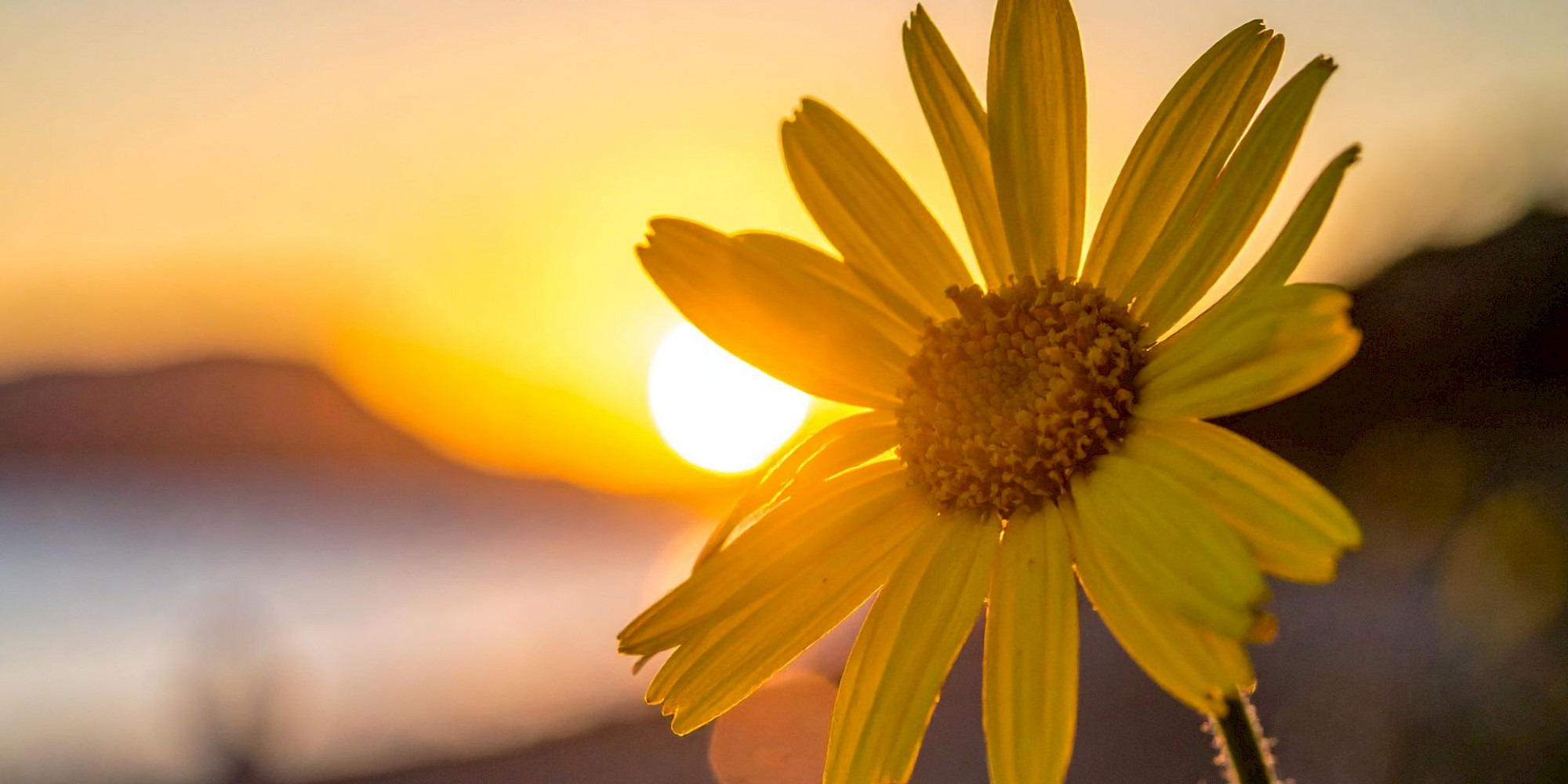 Wellbeing treatments